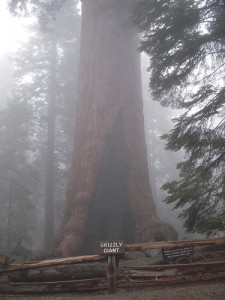 Giant Sequoias